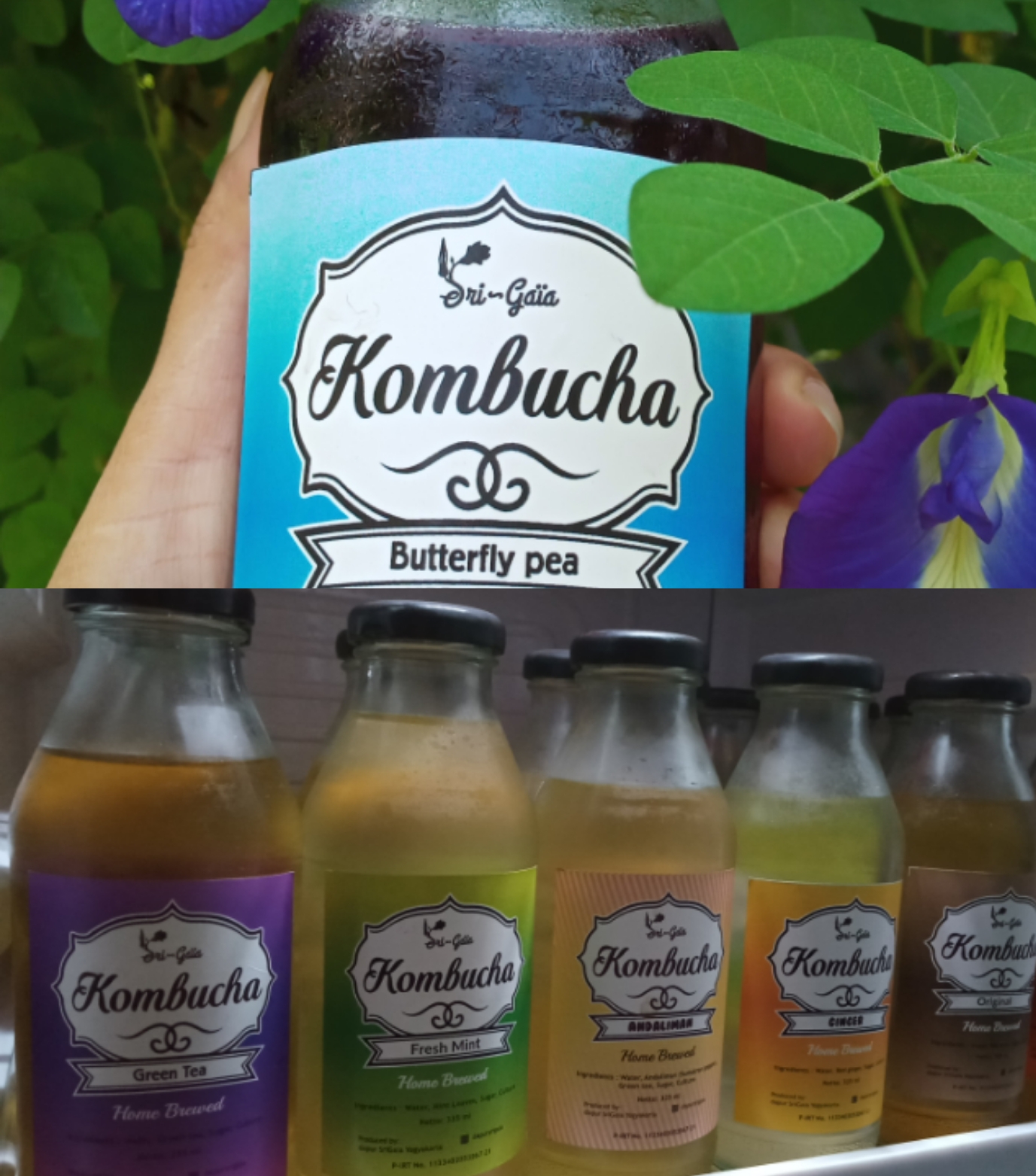 Kombucha