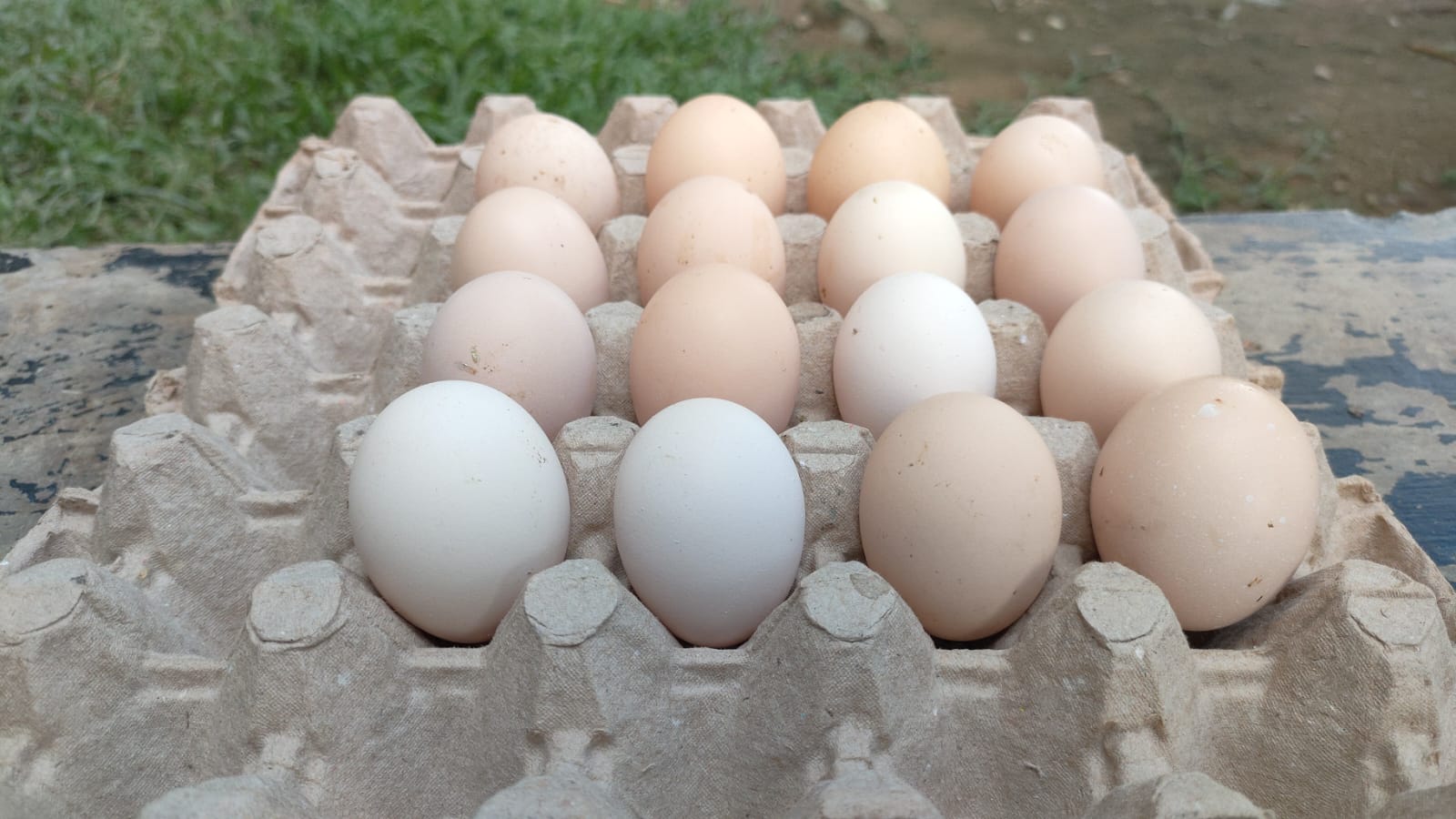 Telur ayam kampung Asli
