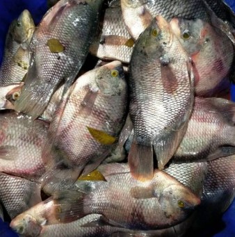 Ikan Gurame 1Kg