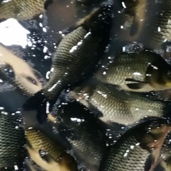 Ikan Mas 1Kg
