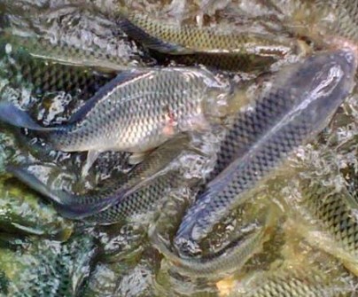Ikan Nila 1Kg