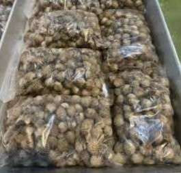 Kerang Dara 1Kg