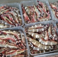 Udang Windu 1Kg